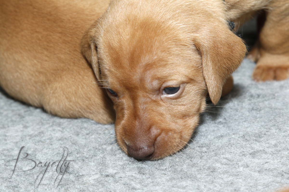  Maďarský ohař krátkosrstý Vizsla Bayetty 