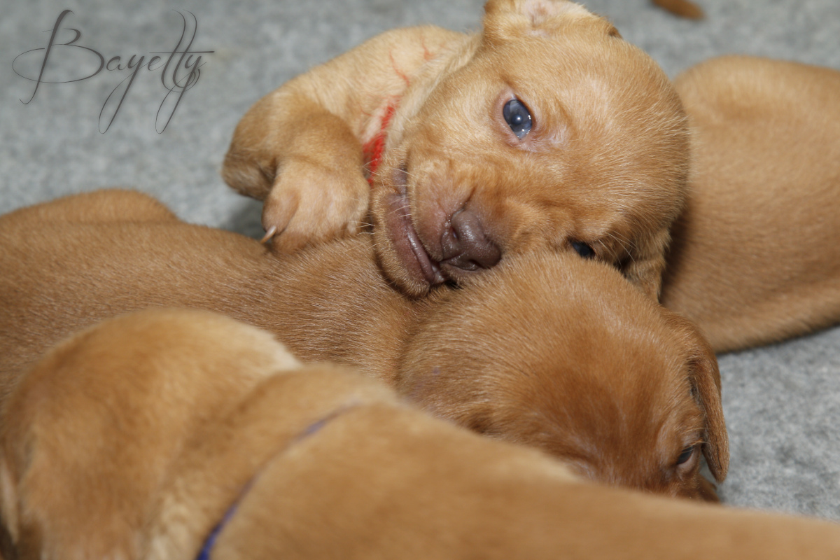  Maďarský ohař krátkosrstý Vizsla Bayetty 