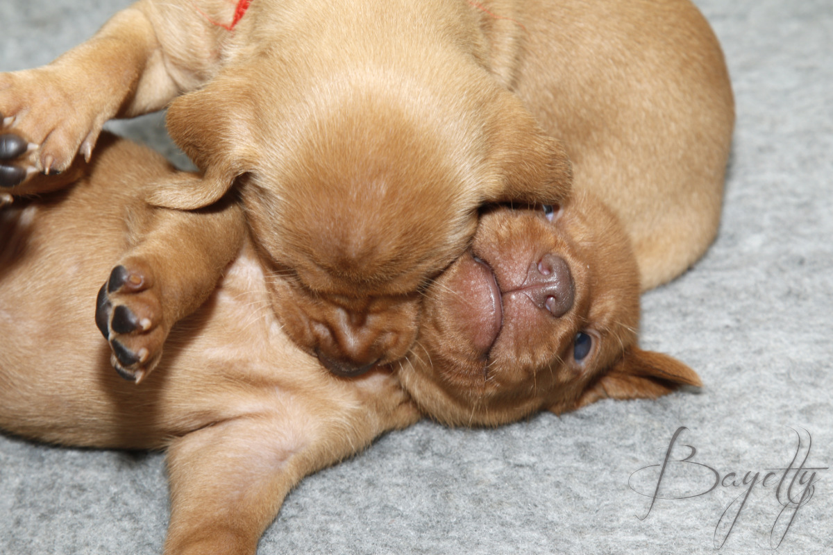  Maďarský ohař krátkosrstý Vizsla Bayetty 