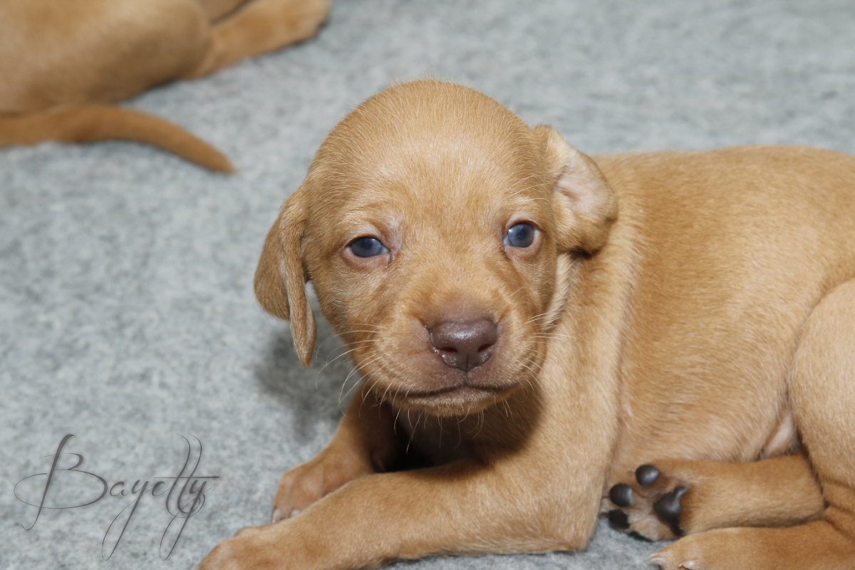  Maďarský ohař krátkosrstý Vizsla Bayetty 