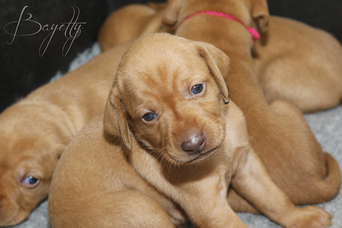  Maďarský ohař krátkosrstý Vizsla Bayetty 