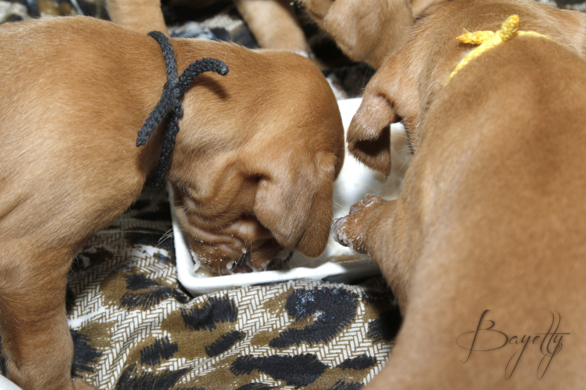  Maďarský ohař krátkosrstý Vizsla Bayetty 