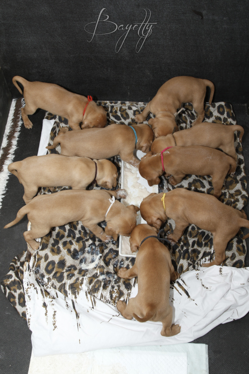  Maďarský ohař krátkosrstý Vizsla Bayetty 