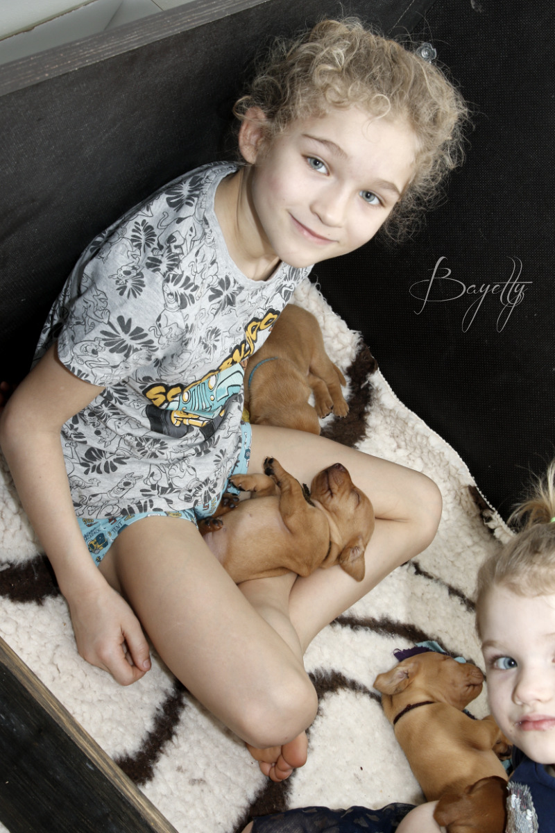  Maďarský ohař krátkosrstý Vizsla Bayetty 