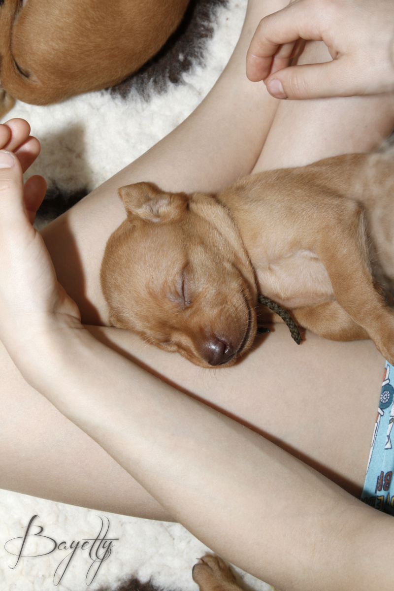  Maďarský ohař krátkosrstý Vizsla Bayetty 