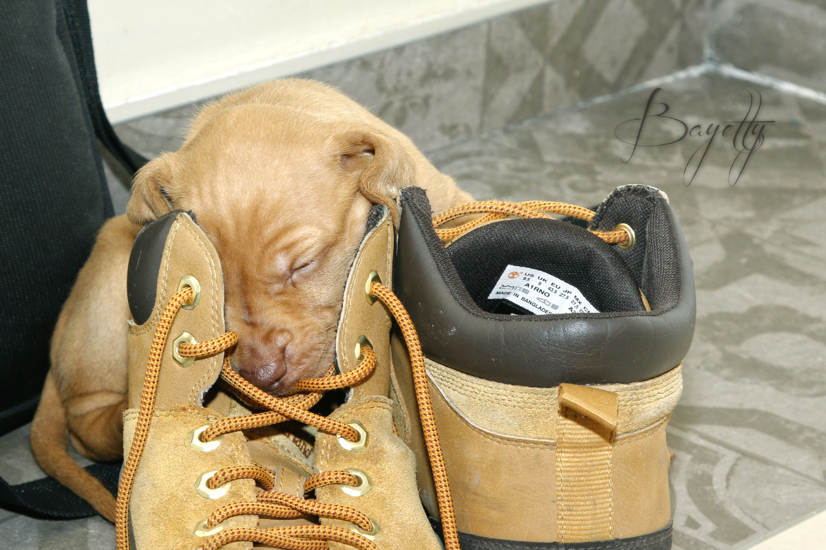  Maďarský ohař krátkosrstý Vizsla Bayetty 