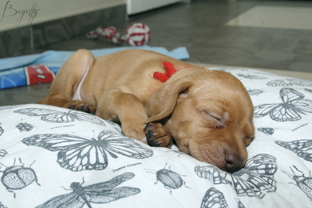  Bayetty_MOK_Madarsky_ohar_kratkosrsty_Praha_štěňata 