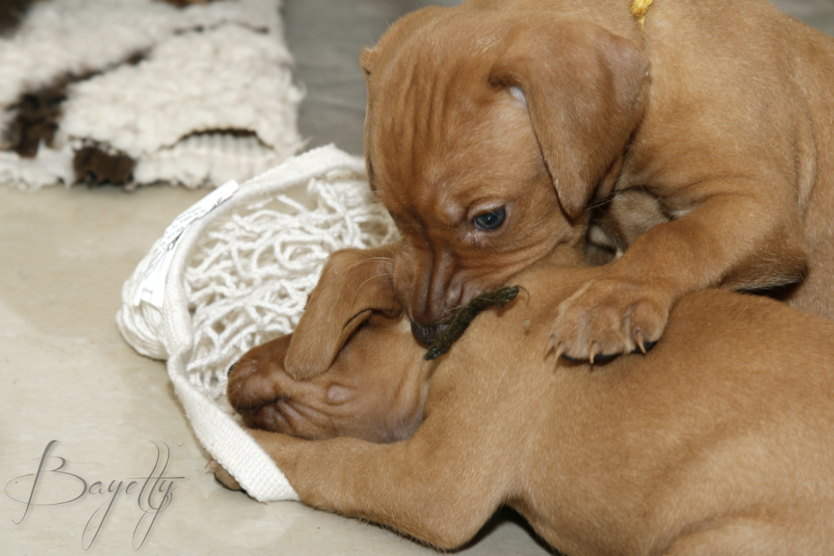  Bayetty_MOK_Madarsky_ohar_kratkosrsty_Praha_dog_puppy 