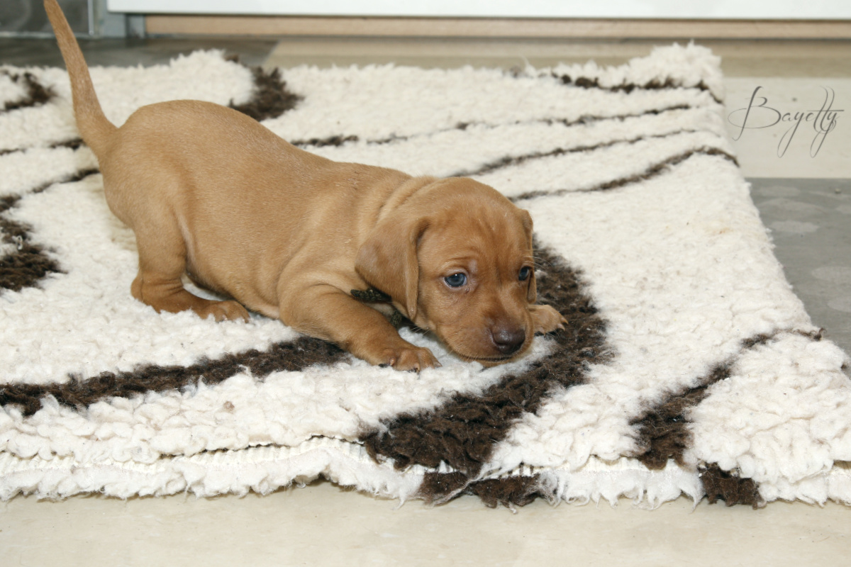  Bayetty_MOK_Madarsky_ohar_kratkosrsty_Praha_dog_puppy 