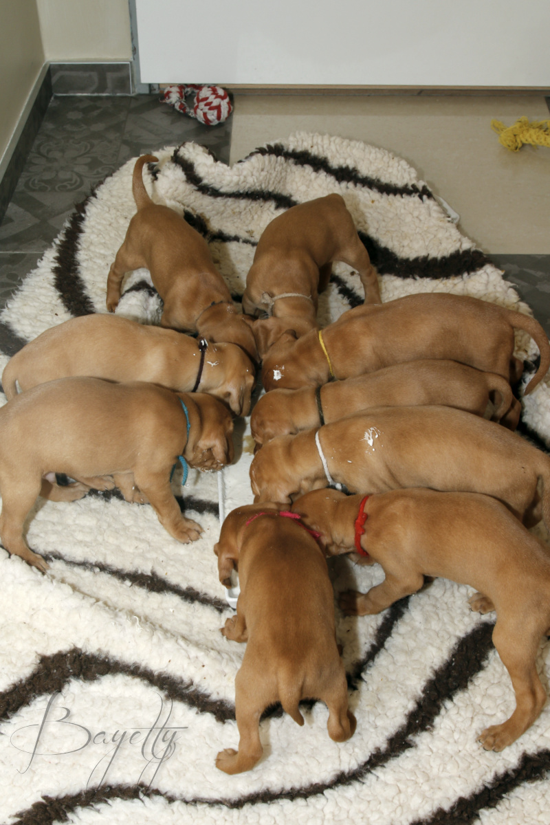  Bayetty_MOK_Madarsky_ohar_kratkosrsty_Praha_štěňata 