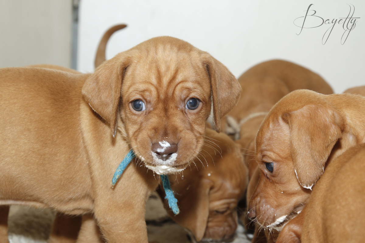  Maďarský ohař krátkosrstý Vizsla Bayetty 