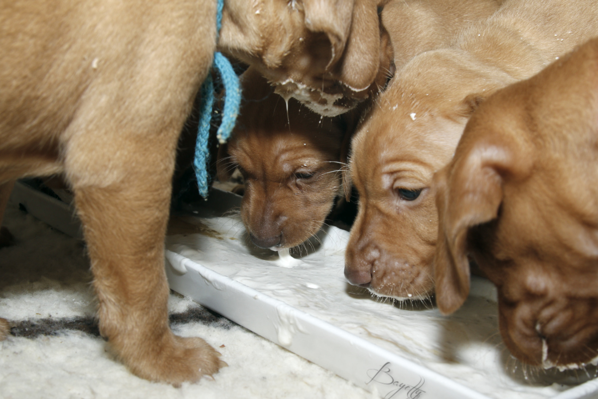  Bayetty_MOK_Madarsky_ohar_kratkosrsty_Praha_dog_puppy 