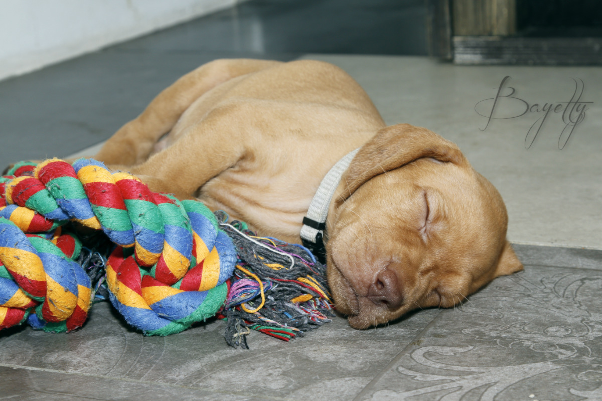  Bayetty_MOK_Madarsky_ohar_kratkosrsty_Praha_dog_puppy 