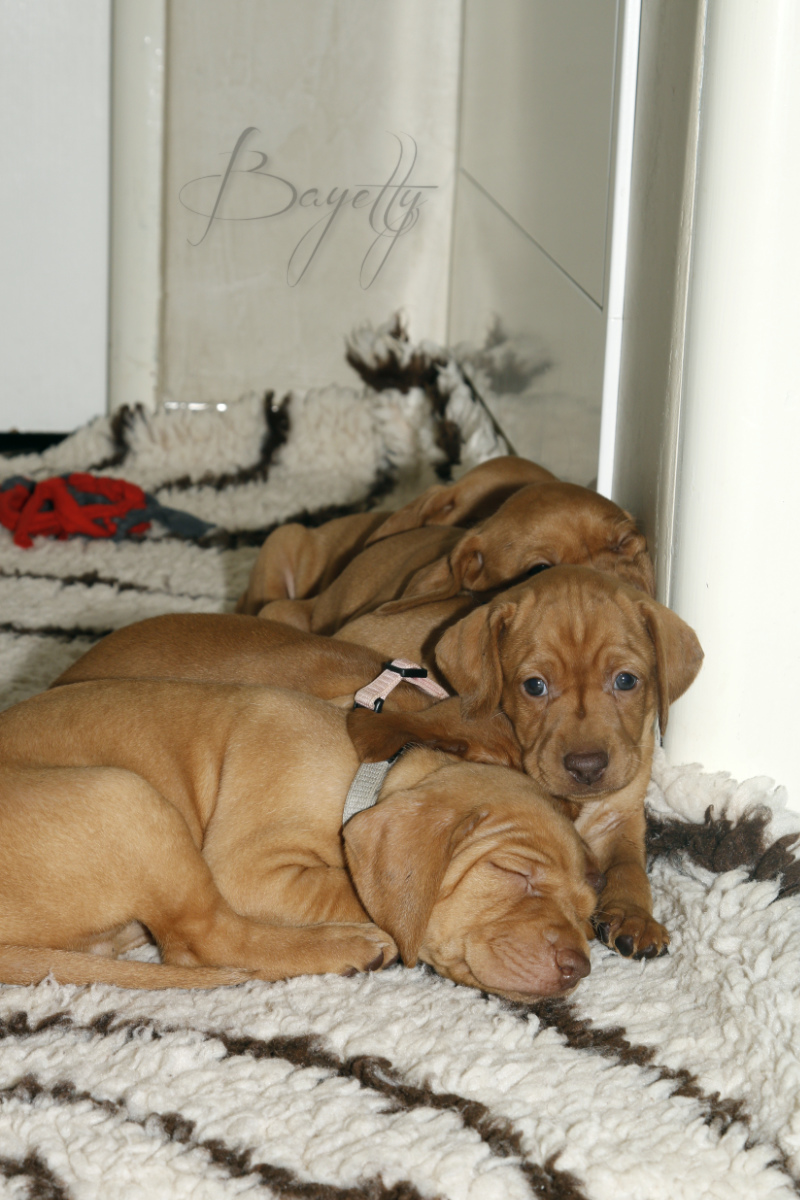  Bayetty_MOK_Madarsky_ohar_kratkosrsty_Praha_štěňata 