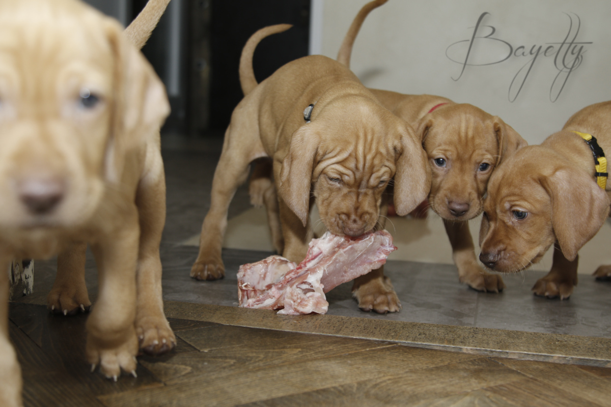  Madarský_ohař_krátkosrstý_Chovatelská_stanice_MOK_prodej_štěňat 