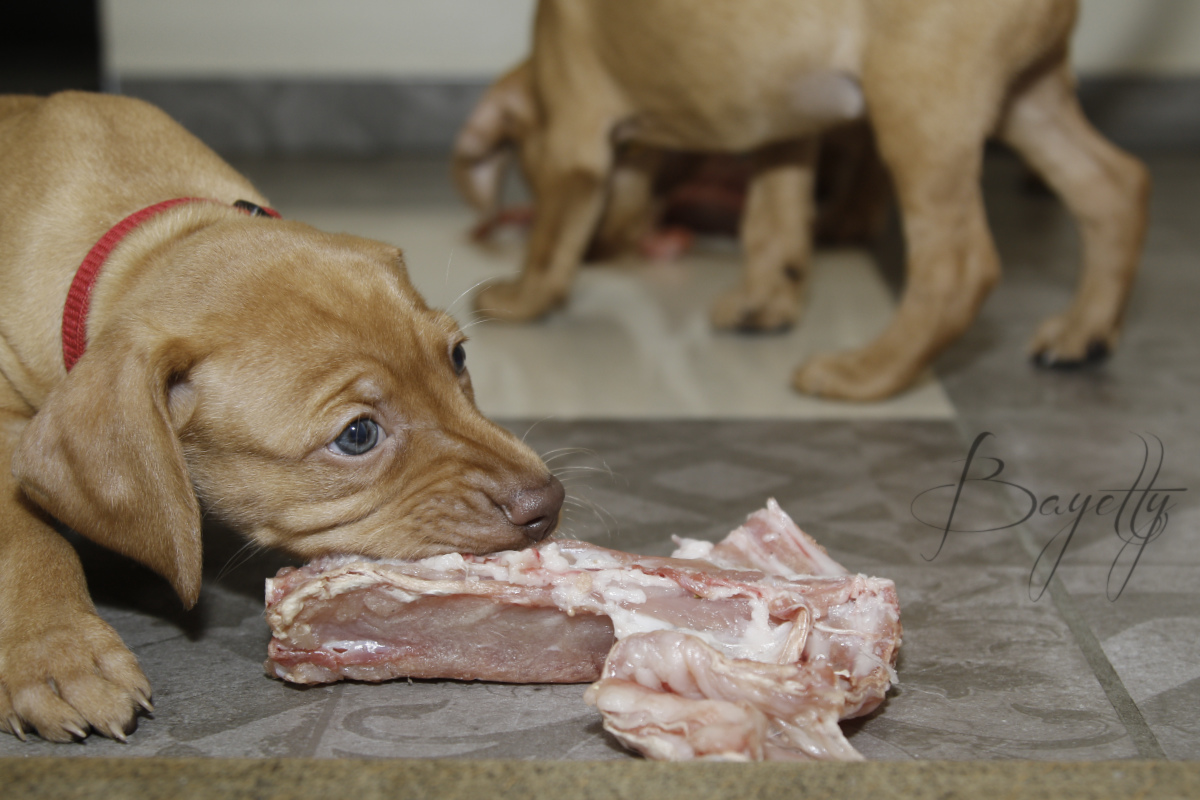  Bayetty_MOK_Madarsky_ohar_kratkosrsty_Praha_dog_puppy 