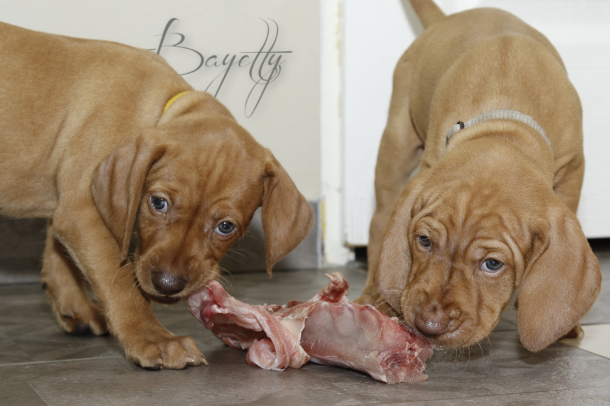  Madarský_ohař_krátkosrstý_Chovatelská_stanice_MOK_prodej_štěňat 