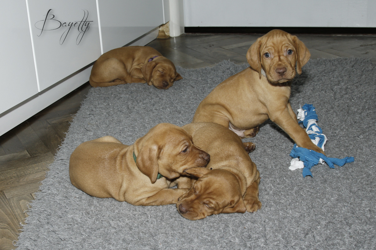  Bayetty_MOK_Madarsky_ohar_kratkosrsty_Praha_dog_puppy 