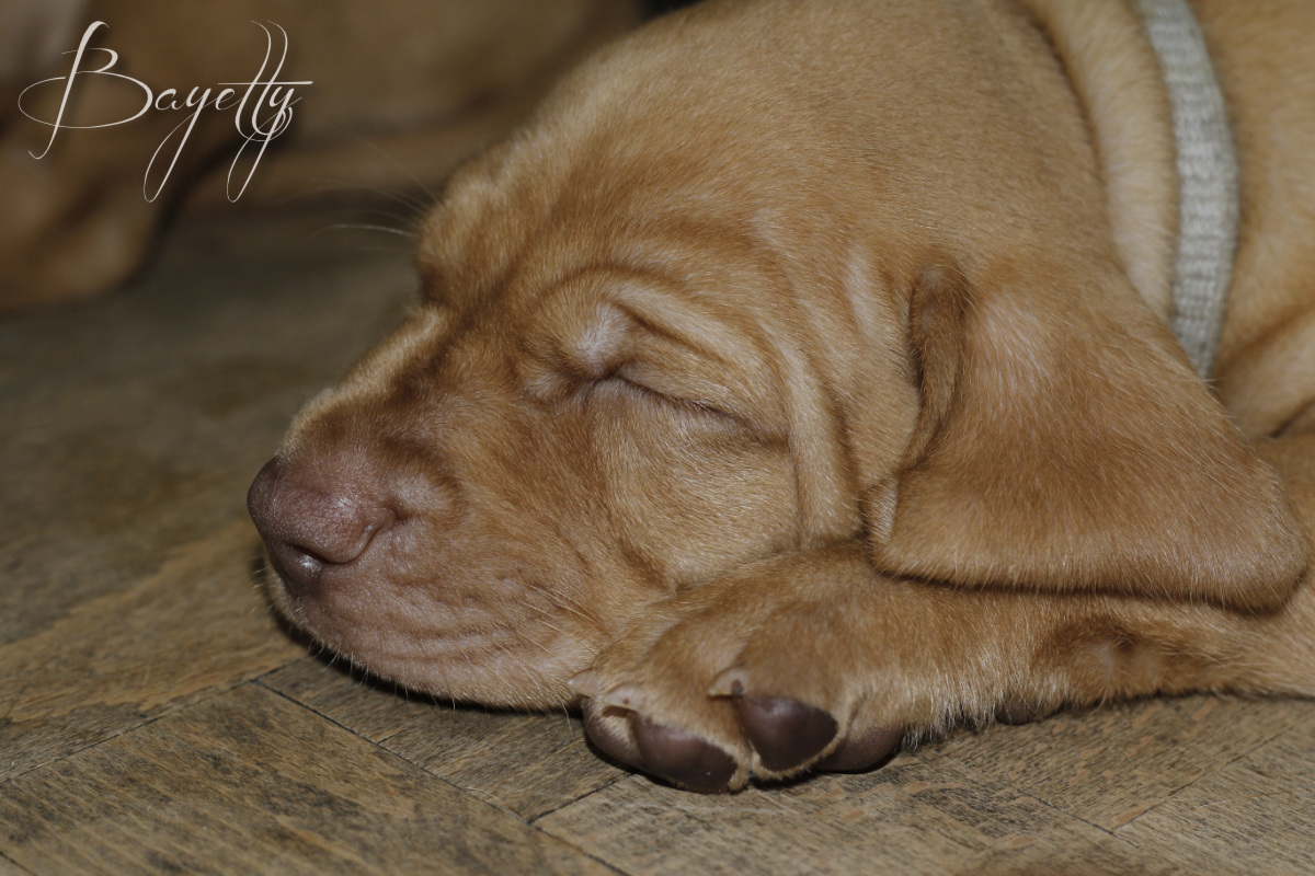  Bayetty_MOK_Madarsky_ohar_kratkosrsty_Praha_dog_puppy 