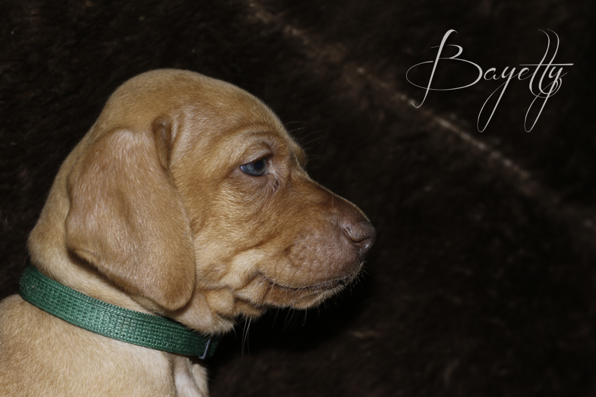  Bayetty_MOK_Madarsky_ohar_kratkosrsty_Praha_dog_puppy 