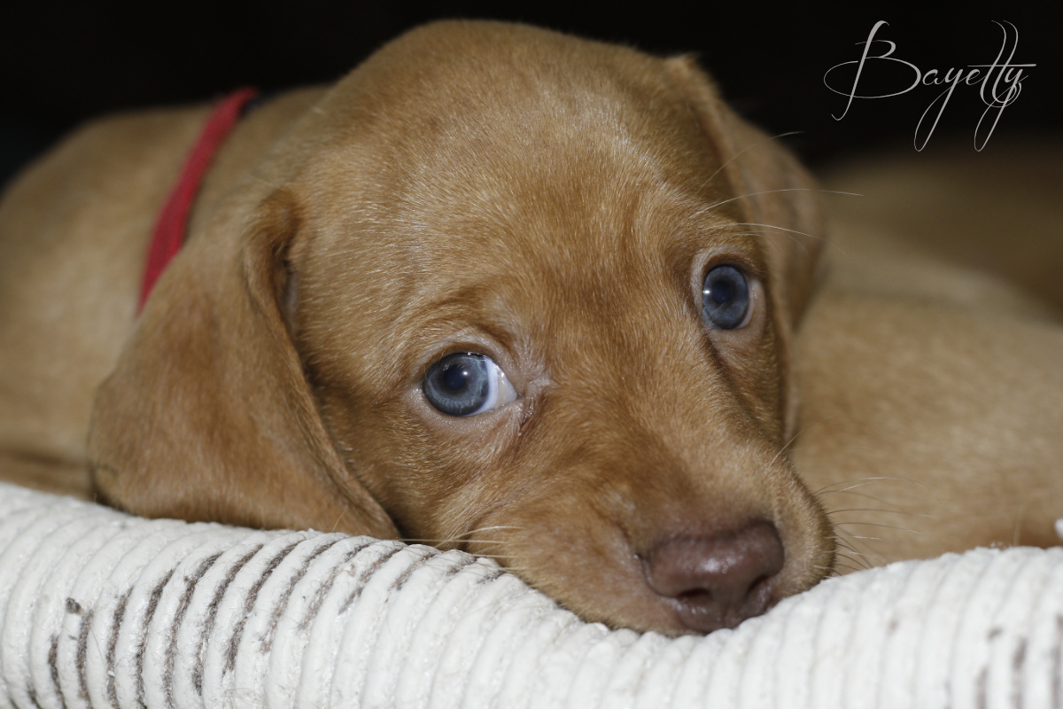  Madarský_ohař_krátkosrstý_Chovatelská_stanice_MOK_prodej_štěňat 