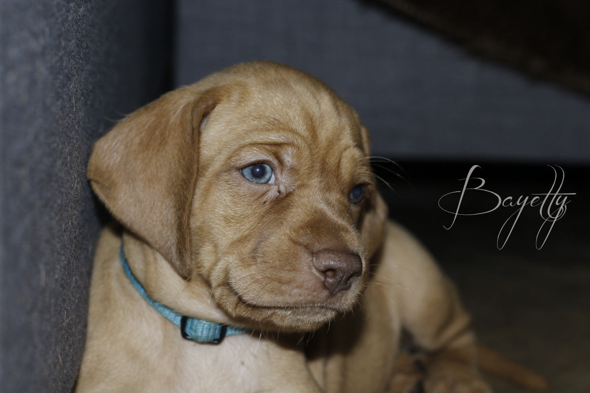  Bayetty_MOK_Madarsky_ohar_kratkosrsty_Praha_dog_puppy 