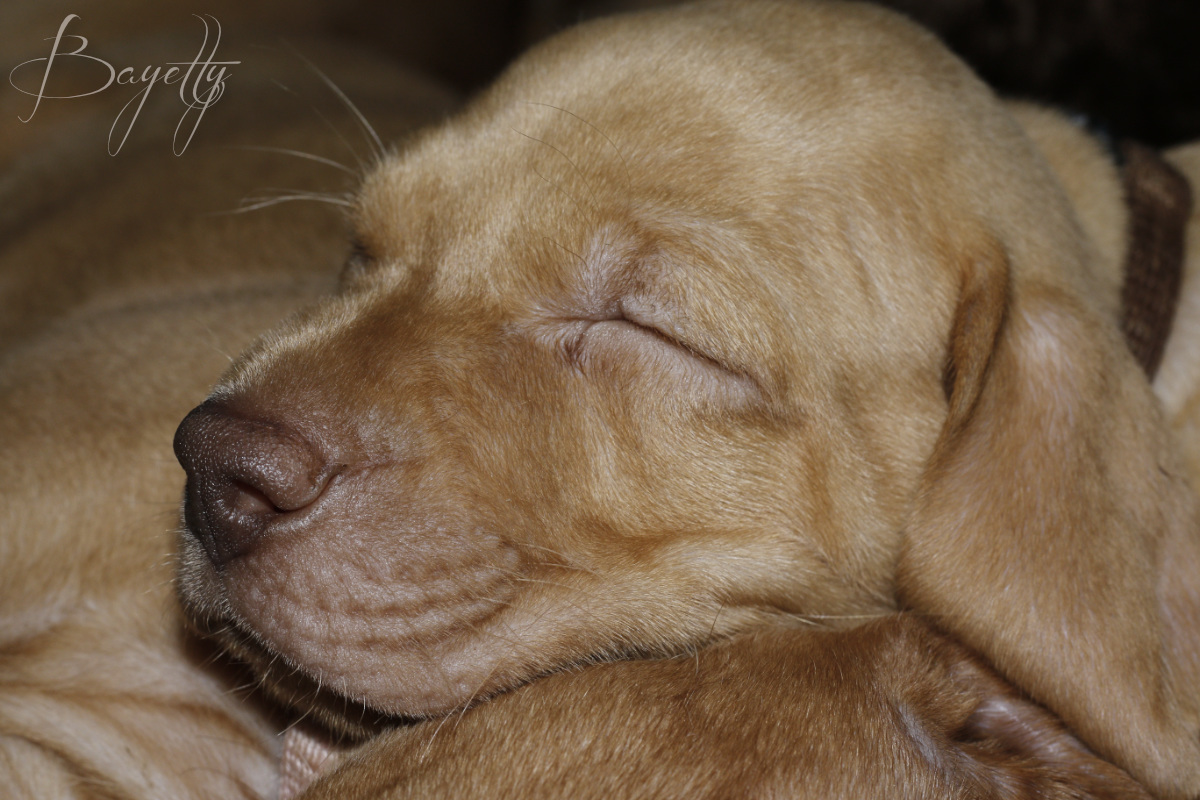  Madarský_ohař_krátkosrstý_Chovatelská_stanice_MOK_prodej_štěňat 