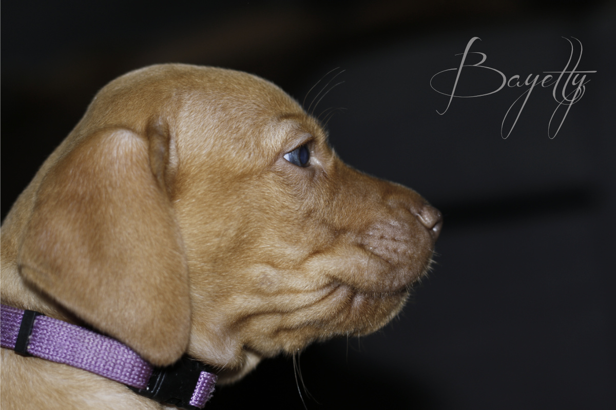  Bayetty_MOK_Madarsky_ohar_kratkosrsty_Praha_dog_puppy 