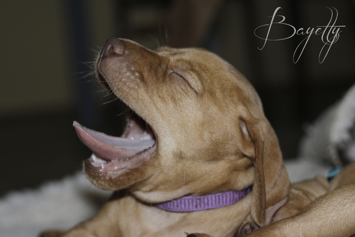  Bayetty_MOK_Madarsky_ohar_kratkosrsty_Praha_dog_puppy 