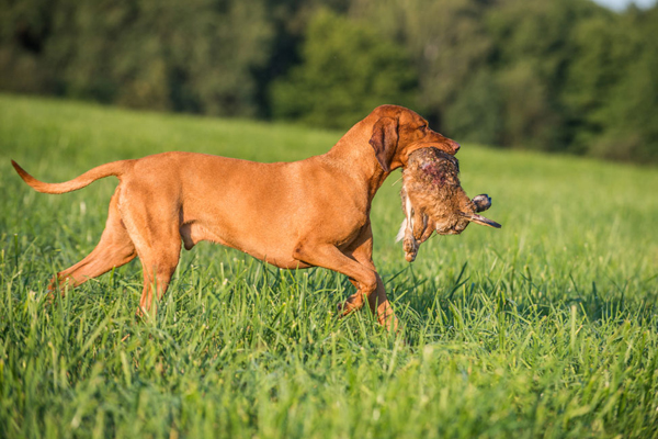  Ch. Best of Casa de Canela 