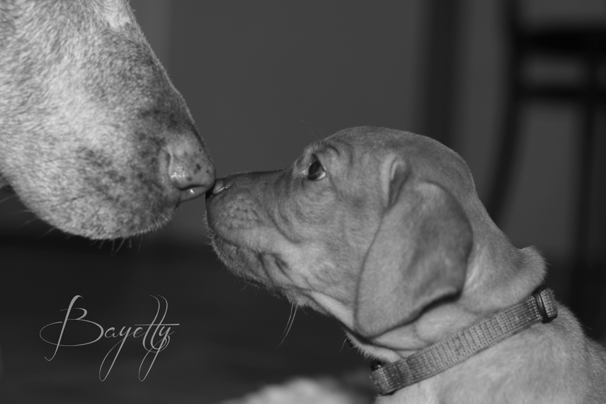  Bayetty_MOK_Madarsky_ohar_kratkosrsty_Praha_dog_puppy 