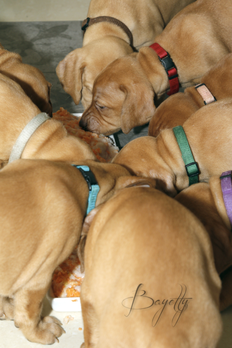  Bayetty_MOK_Madarsky_ohar_kratkosrsty_Praha_dog_puppy 