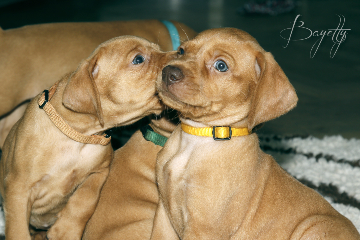  Madarský_ohař_krátkosrstý_Chovatelská_stanice_MOK_prodej_štěňat 