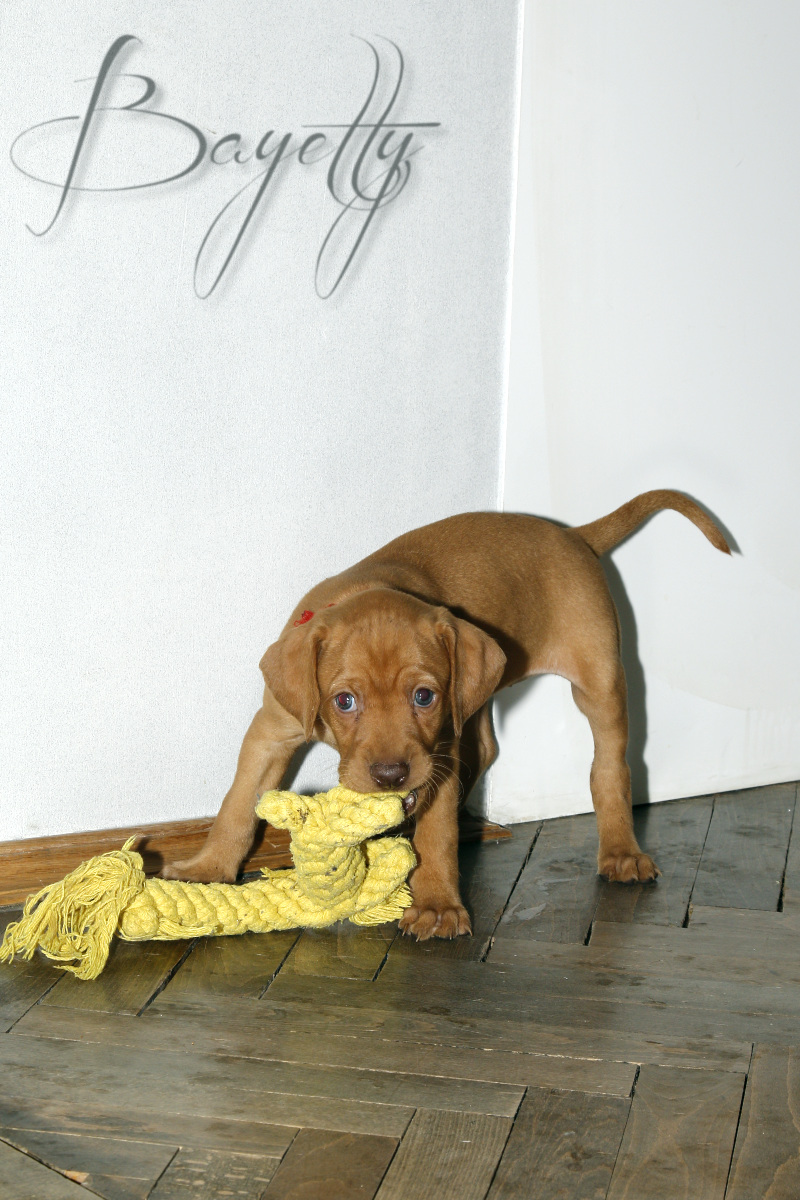  Madarský_ohař_krátkosrstý_Chovatelská_stanice_MOK_prodej_štěňat 