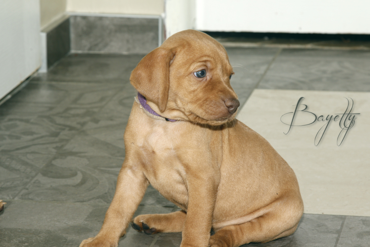  Bayetty_MOK_Madarsky_ohar_kratkosrsty_Praha_dog_puppy 