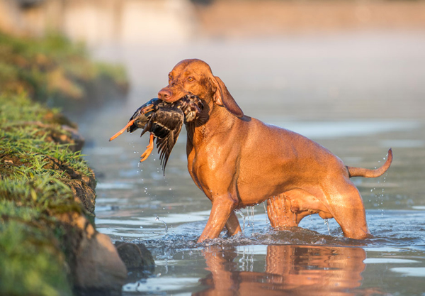  Ch. Best of Casa de Canela 