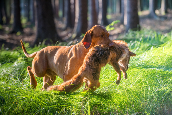  Ch. Best of Casa de Canela 