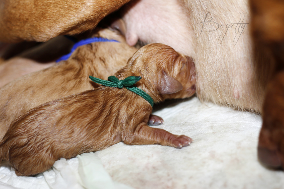  Zeleny-pejsek-madarskeho-ohaře-saje-vrh-E-Bayetty-štěňata-Prodej 