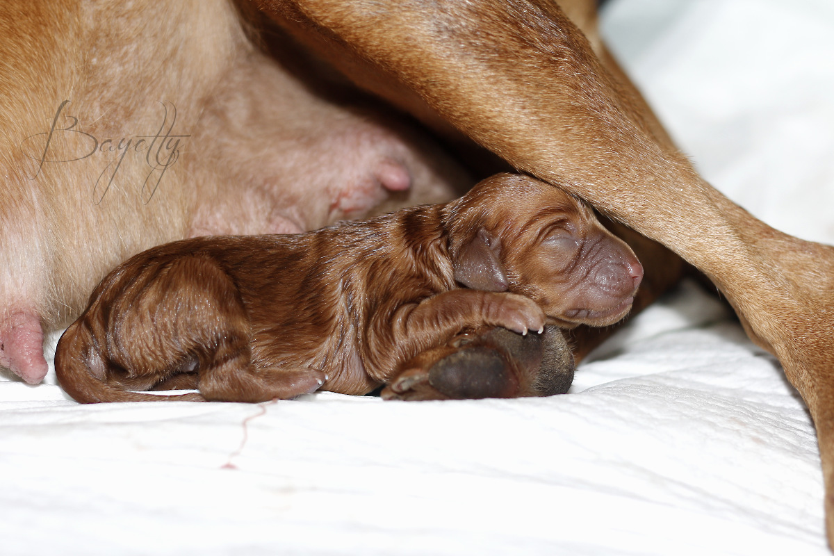  _MG_1101_Porod_spinka_vrh_E_Bayetty_štěnátka_Praha_MOK-MG_1101_WEB_Prodej-štěňat 