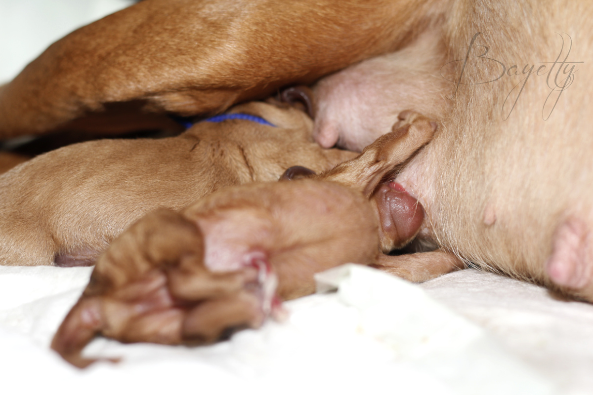  _MG_1082_Modrej_saje_vrh_E_Bayetty_ stenata_MOK_Praha_madarsky_ohar_kratkosrsty_2021_MG_1082 