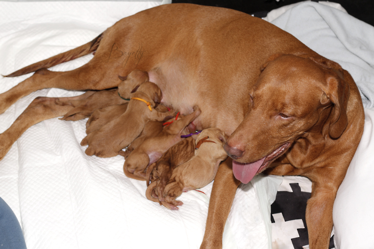  stenata_MOK_Praha_madarsky_ohar_kratkosrsty_ 