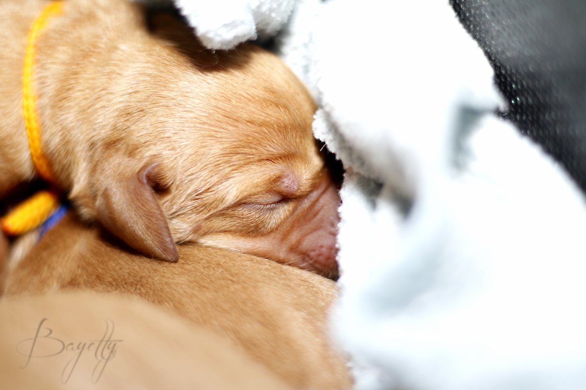  Bayetty-madarsky-ohar-kratkosrsty-MOK-štěňata-Praha-prodej 