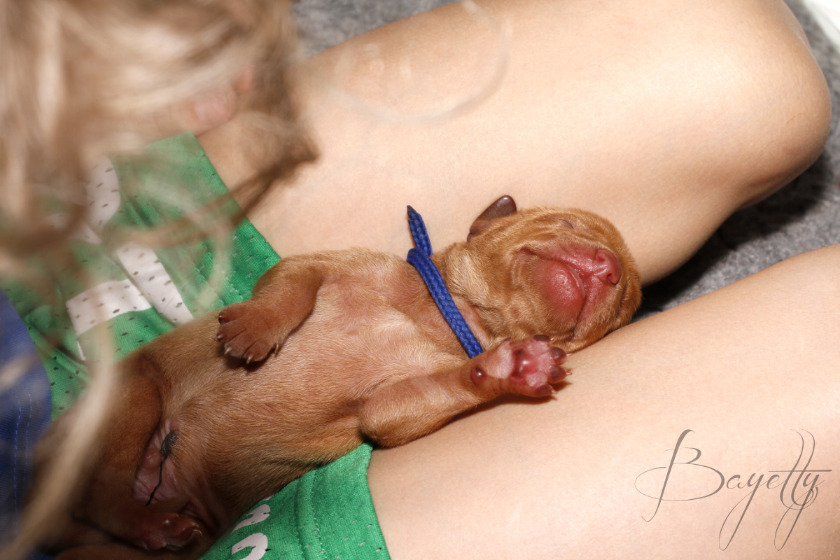  Madarský_ohař_krátkosrstý_Chovatelská_stanice_MOK_prodej_štěňat 