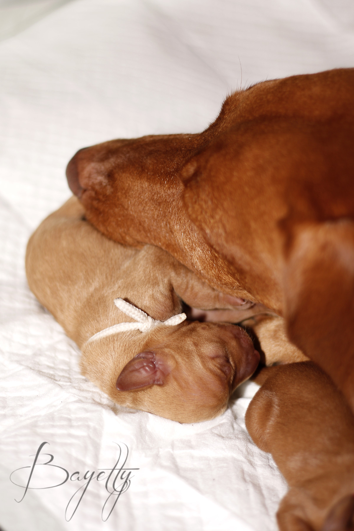  Madarský_ohař_krátkosrstý_Chovatelská_stanice_MOK_prodej_štěňat 