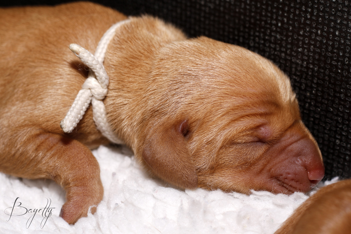  Madarský-ohař-krátkosrstý-Chovatelská-stanice-MOK-prodej-štěňat 