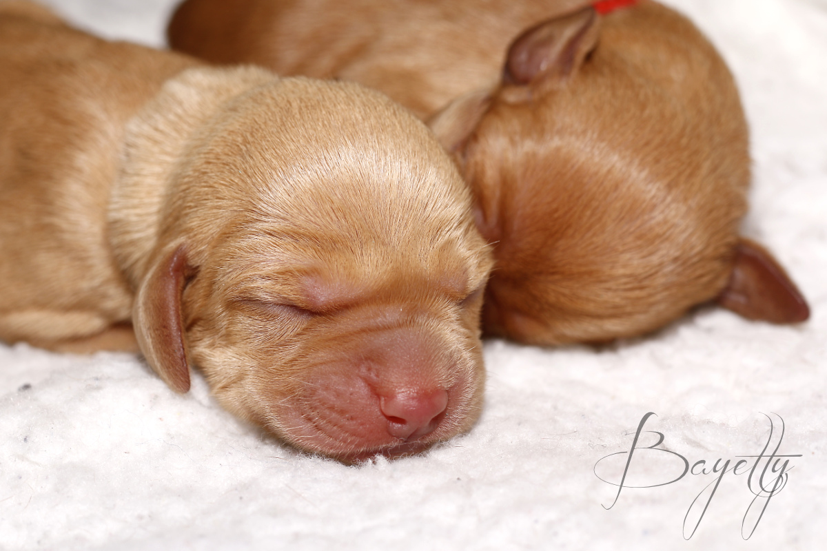  Madarský_ohař_krátkosrstý_Chovatelská_stanice_MOK_prodej_štěňat 