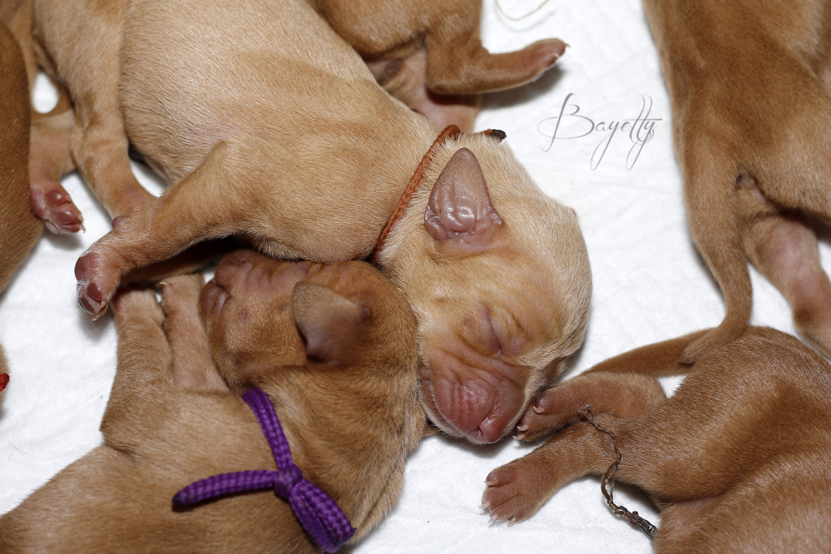  Madarský-ohař-krátkosrstý-Chovatelská-stanice-MOK-prodej-štěňat 