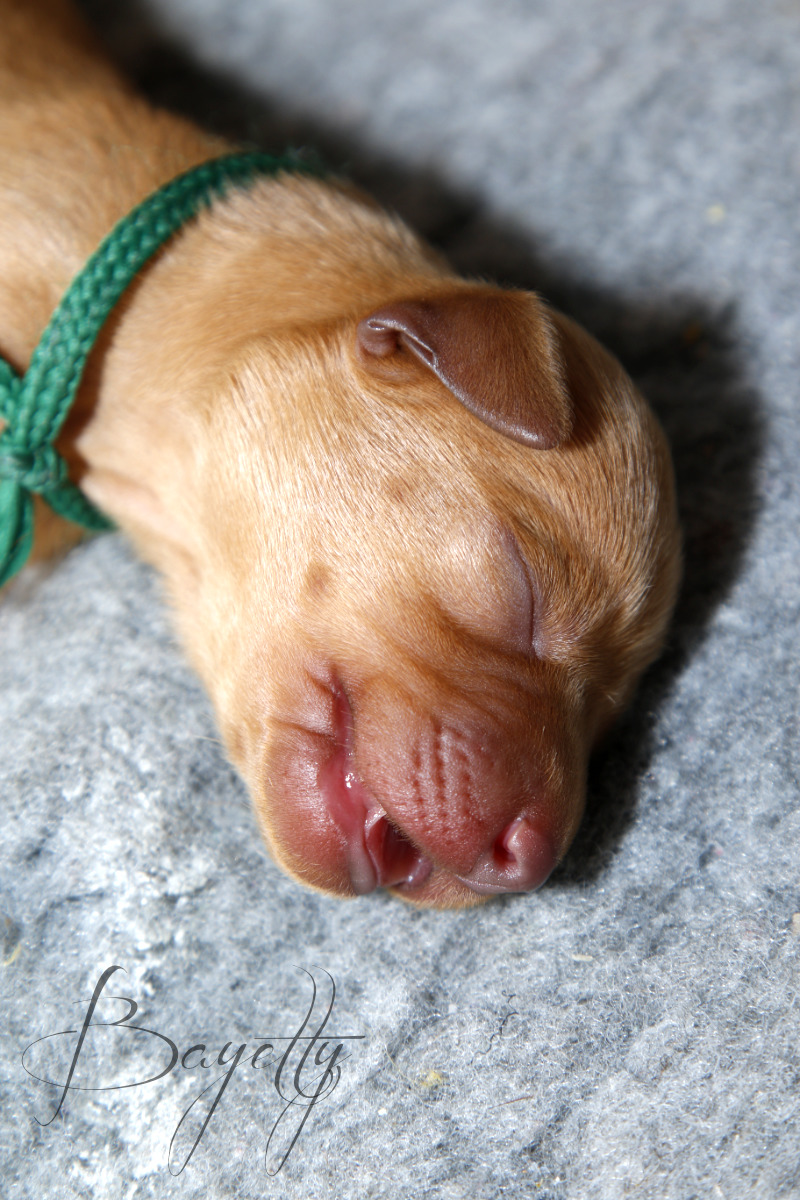  Madarský-ohař-krátkosrstý-Chovatelská-stanice-MOK-prodej-štěňat 