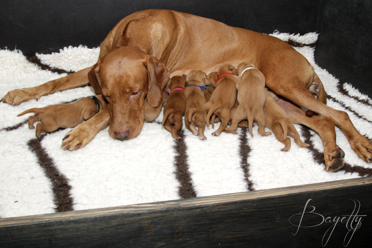  Bayetty-Maďarský-ohař-krátkosrstý 