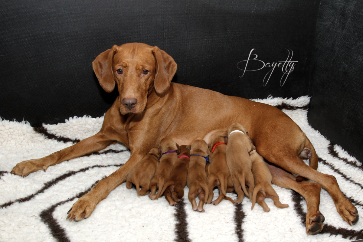  Bayetty-vrh-stenata-Bayetty-Maďarský-ohař-krátkosrstý 